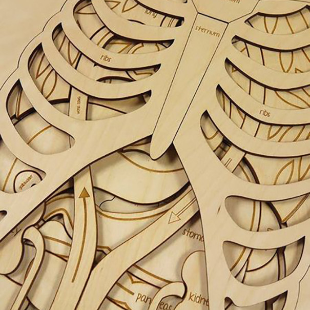 بازی آموزشی مدل مولاژ آناتومی بدن انسان کد M117-2