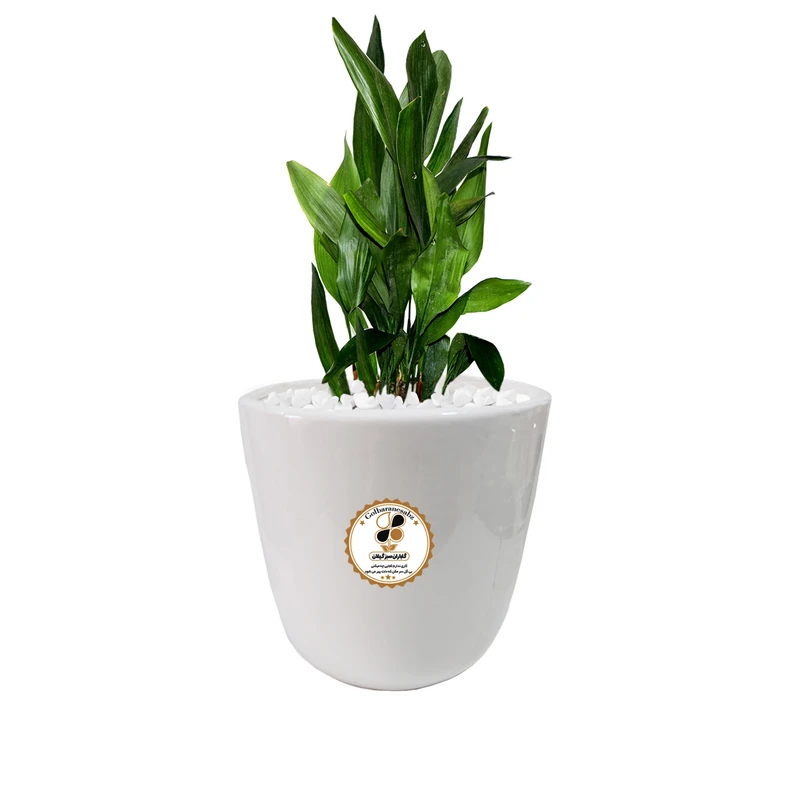 گیاه طبیعی عبایی گلباران سبز گیلان مدل GN12-6L