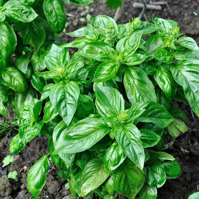 بذر ریحان ایتالیایی وانیا سید کد S77 بسته 3 عددی