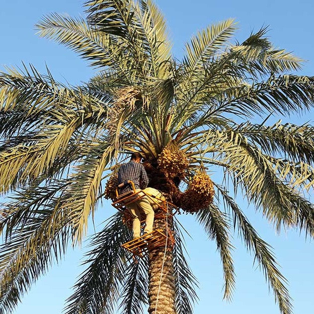 بالابر مکانیکی نخل گلارو مدل LP-70