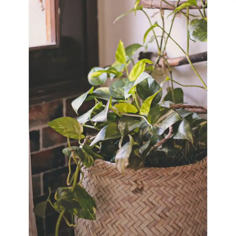 سبد حصیری مدل استوانه کد 30