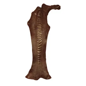 چرم طبیعی مدل ساق شتر مرغ کد OL108