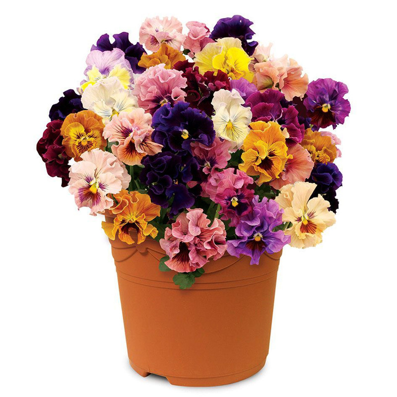 بذر گل بنفشه گل درشت الوان وانیا سید مدل O54