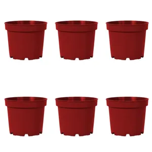 گلدان مدل پاچیرا 19cmبسته 6 عددی