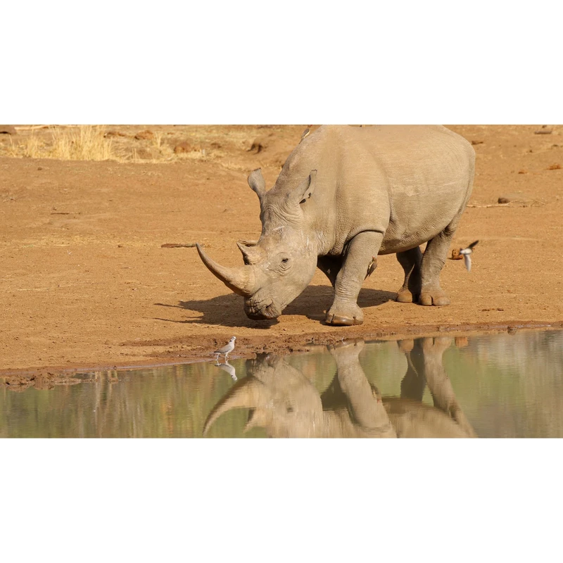 تابلو شاسی طرح کرگدن و پرنده و برکه مدل T7652