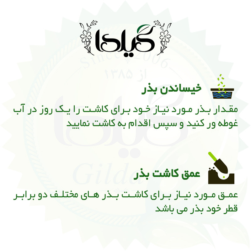 بذر نیلوفر سه رنگ الوان گیلدا کد 823