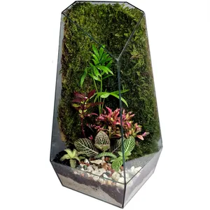 تراریوم ترارتوس کد 01