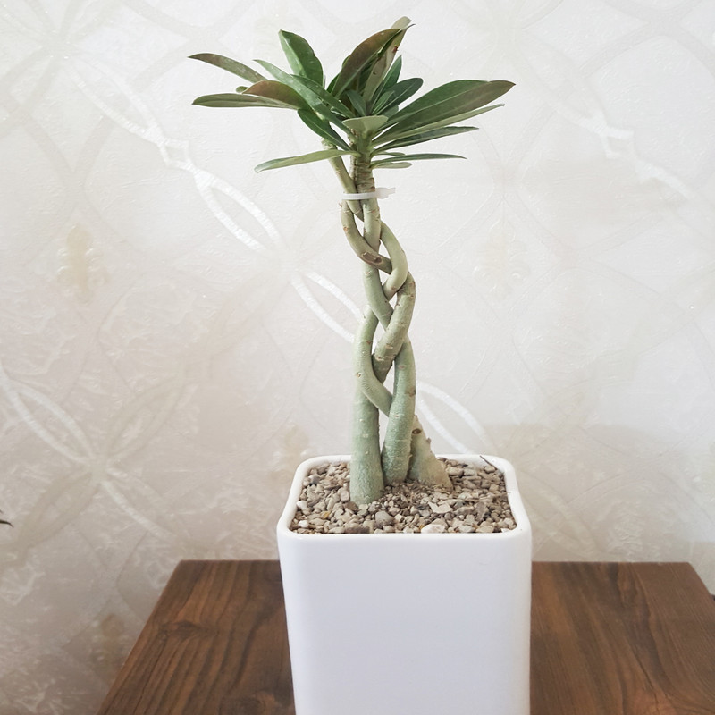 گیاه طبیعی آدونیوم مدل صحرایی کد 30