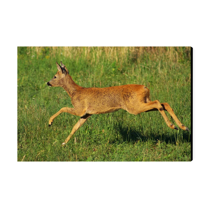 تابلو شاسی عرش مدل فانتزی آهو کد As4799