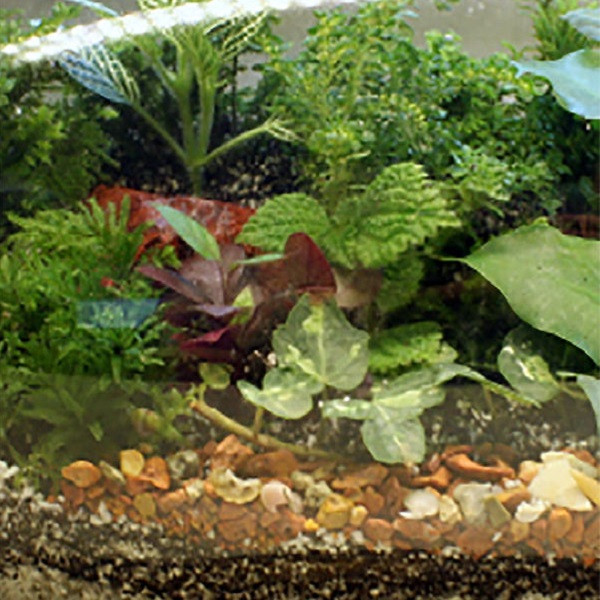 گیاه طبیعی تراریوم وابی کوزا مدل گیلاسی