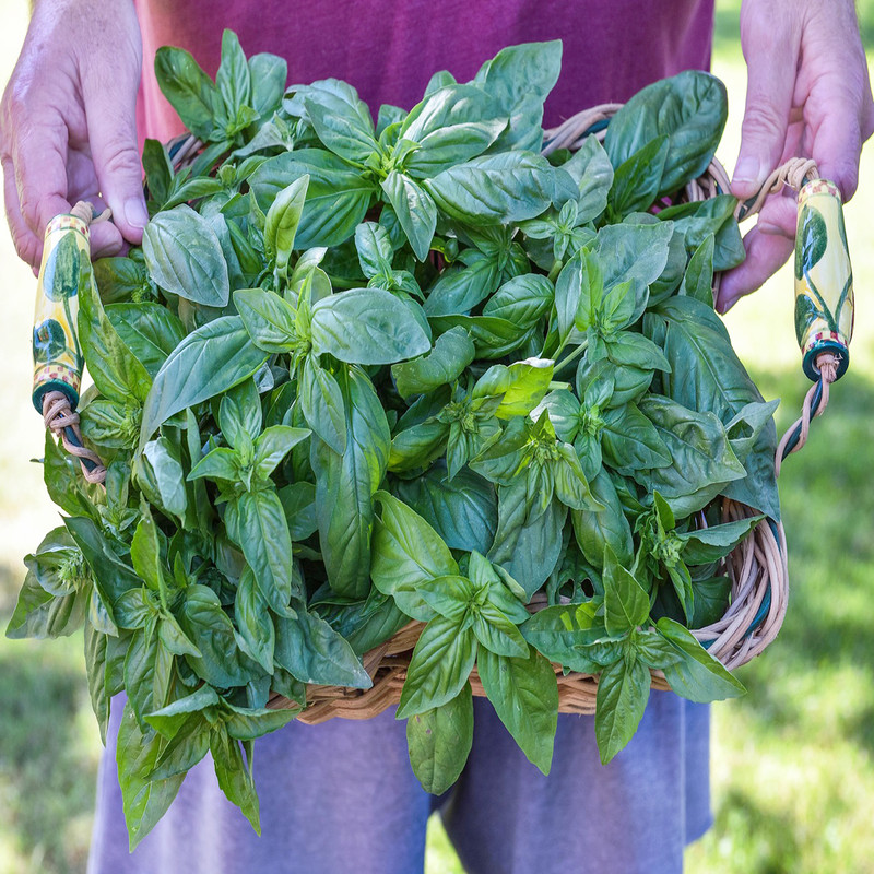 بذر ریحان سبز سانیا سید مدل S6