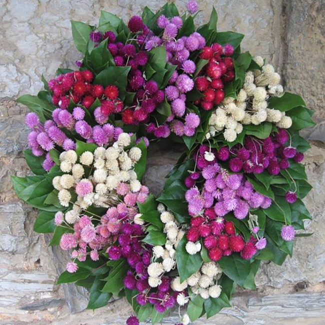 بذر گل تکمه ای پابلند الوان وانیا سید مدل O167