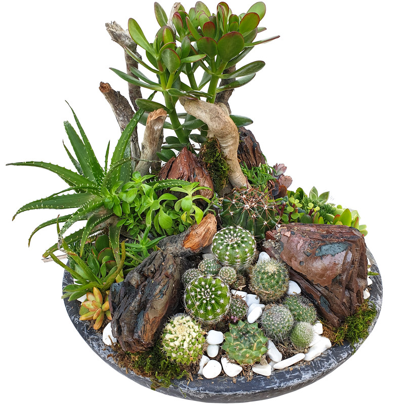 گیاه طبیعی کاکتوس مدل MK-99006