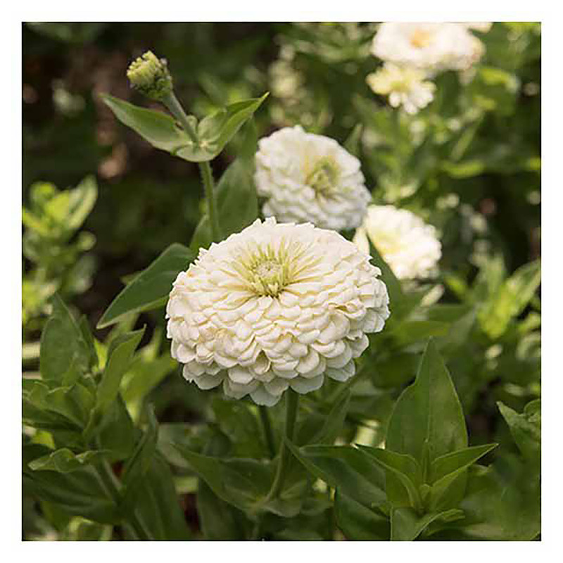 بذر گل آهار گرین فارم کد 036 بسته 2 عددی