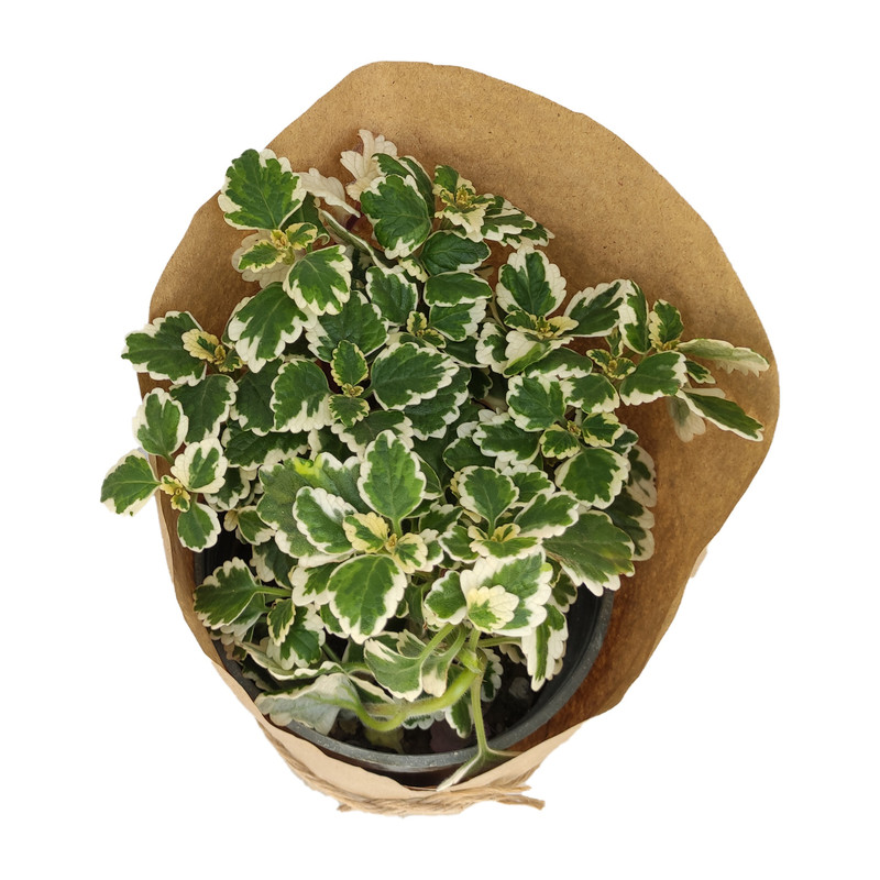 گیاه طبیعی پیچک سوئدی کد yt34