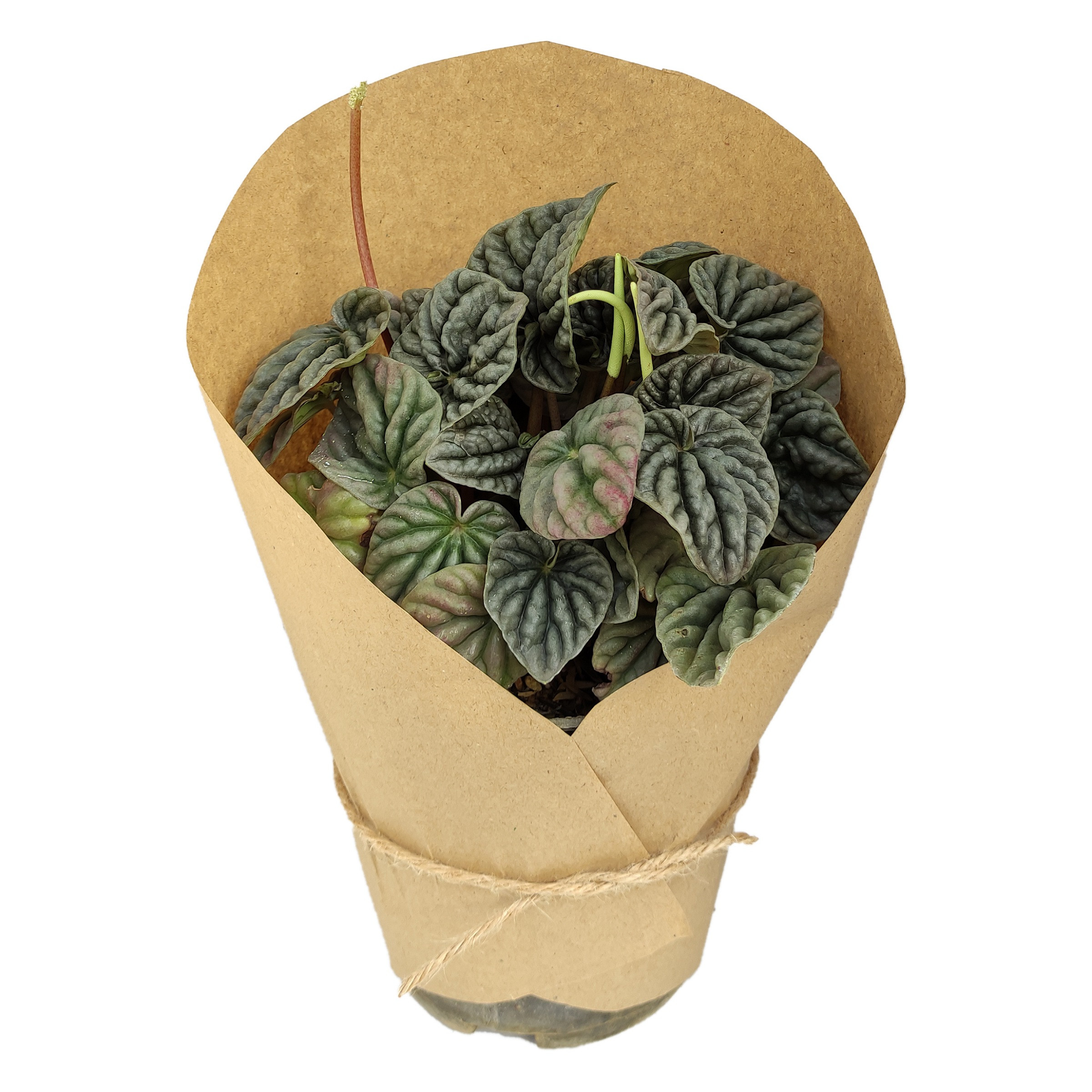 گیاه طبیعی پپرومیا سبز کد yt2 گیاه طبیعی پپرومیا سبز کد yt2