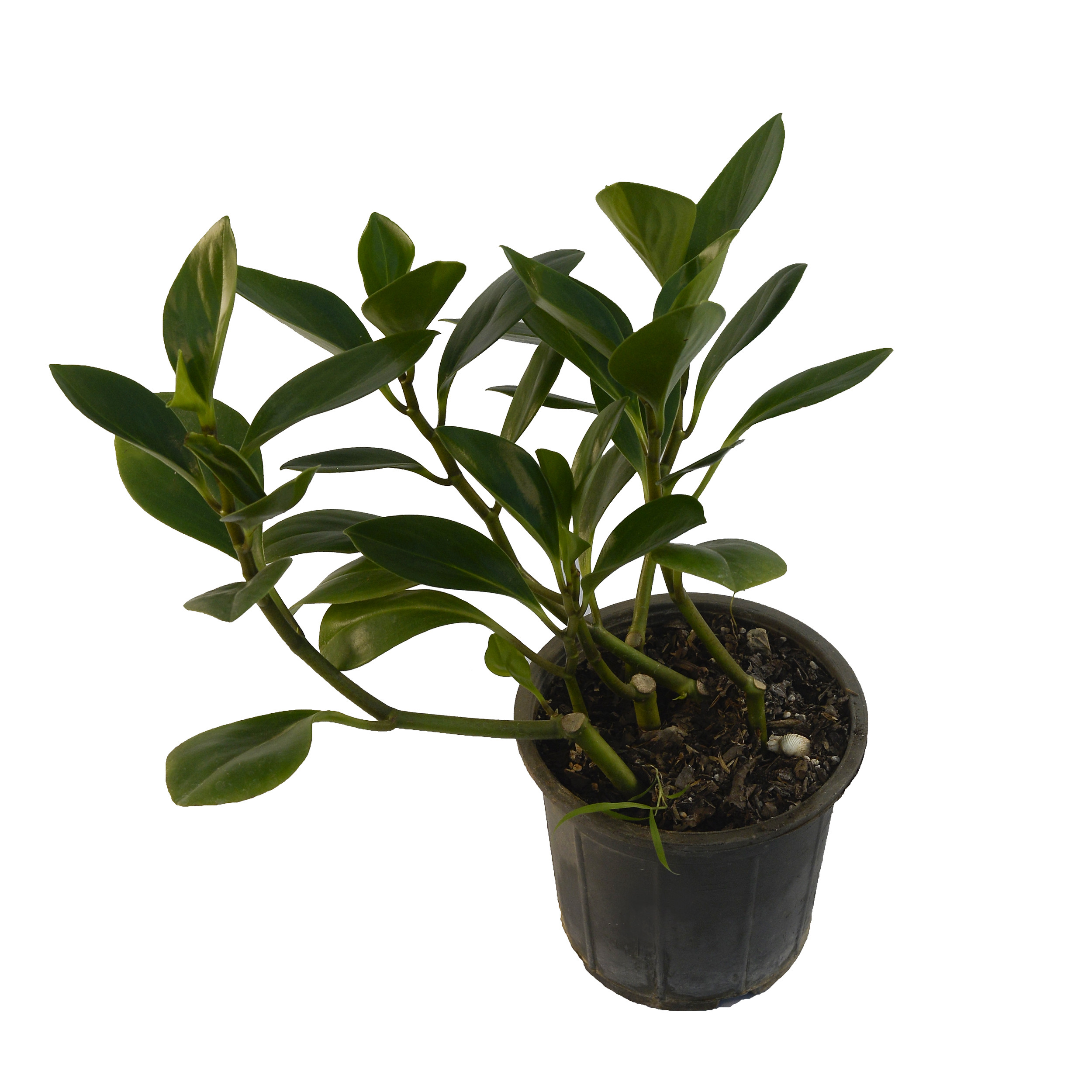 گیاه طبیعی برگ قاشقی مدل BG1