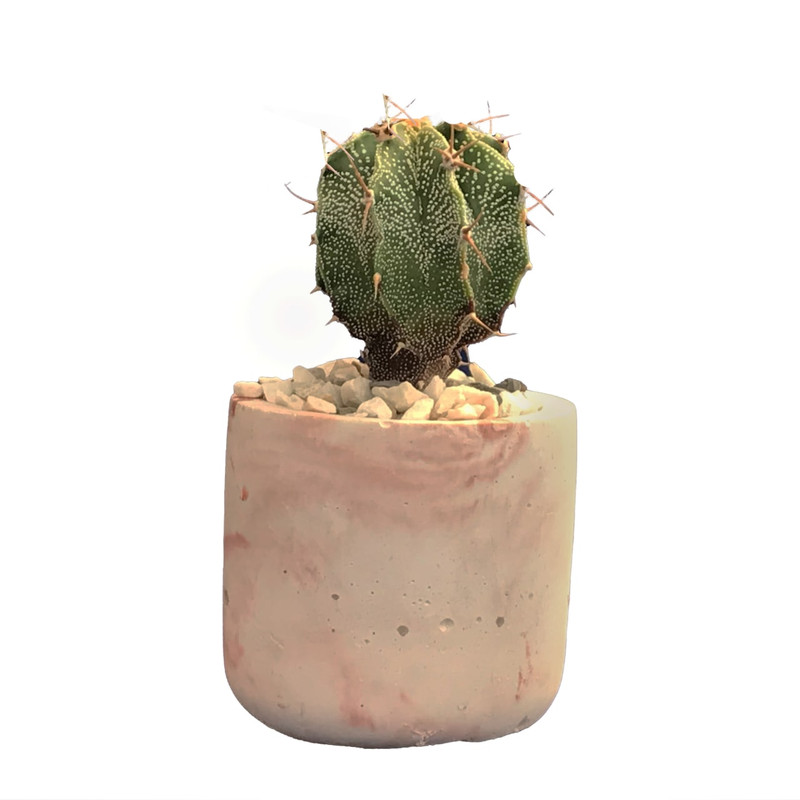 گیاه طبیعی کاکتوس آستروفتیوم اورناتوم مدل Xt