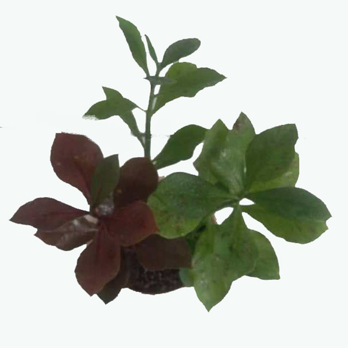 گیاه طبیعی فردوس کد F01