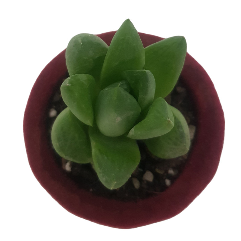 گیاه طبیعی هاورتیا شیشه ای مدل 2022271