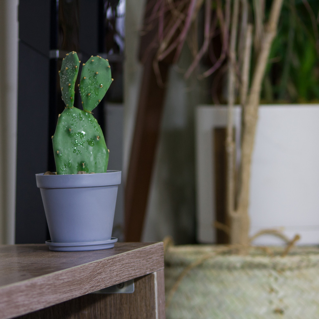 گیاه طبیعی کاکتوس مدل آپونتیا L-C-02