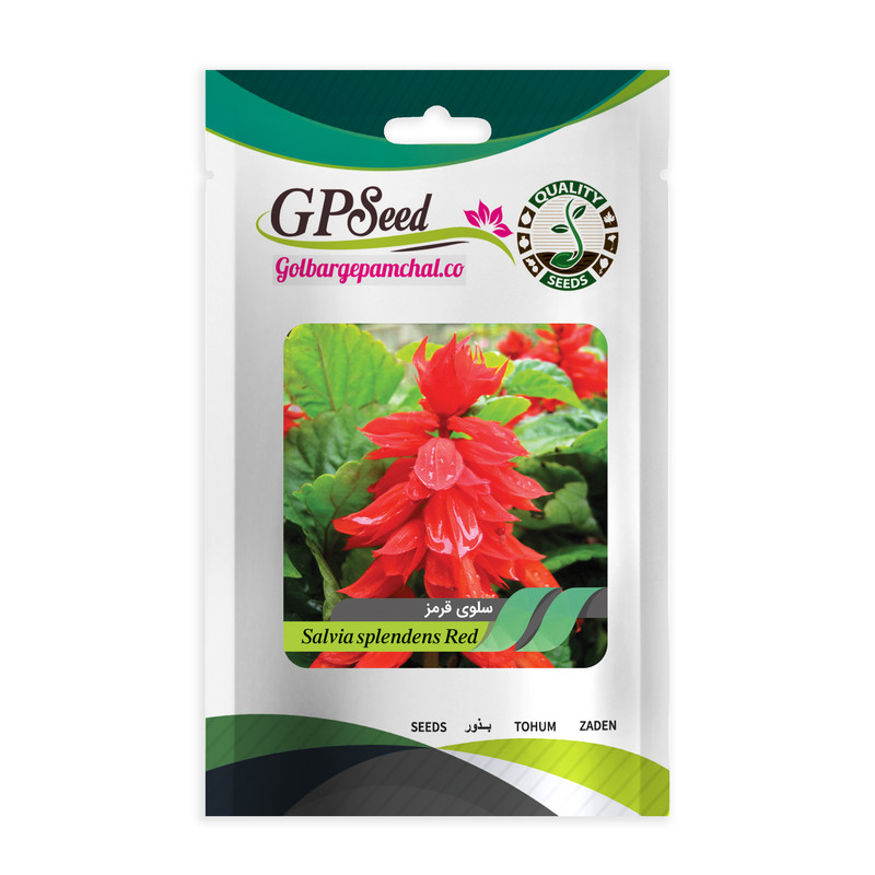 بذر گل مریم گلی گلبرگ پامچال کد GPF-056