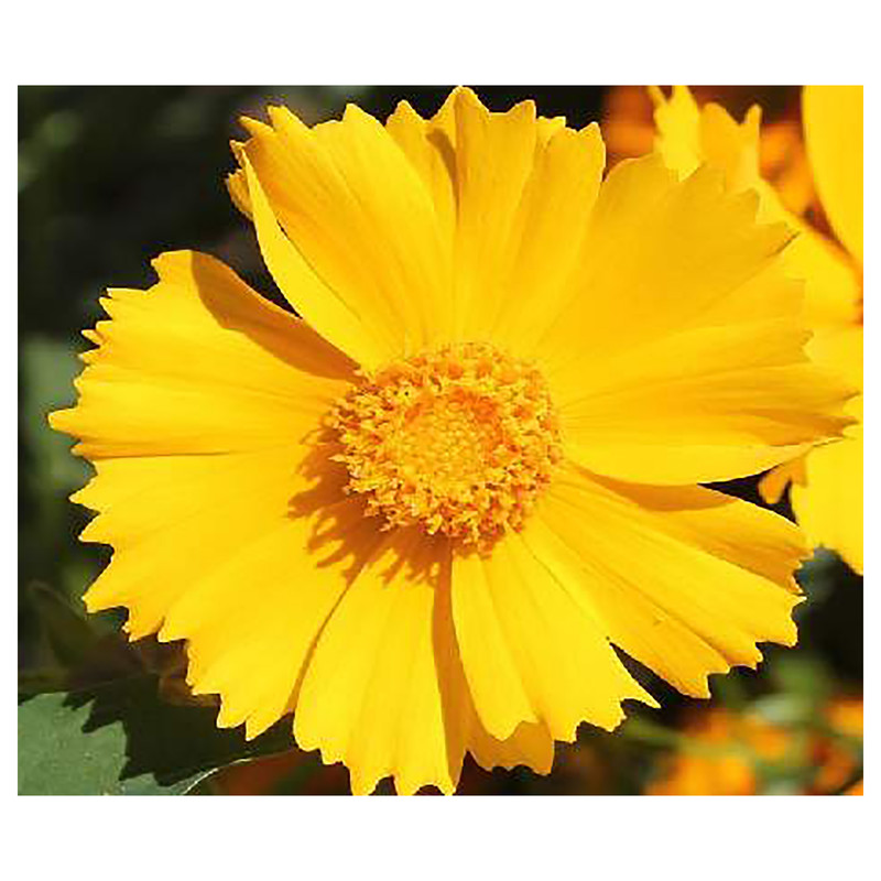 بذر گل اشرفی کورئوپسیس پامتوسظ زرد آذر سبزینه کد A880 بذر گل اشرفی کورئوپسیس پامتوسظ زرد آذر سبزینه کد A880