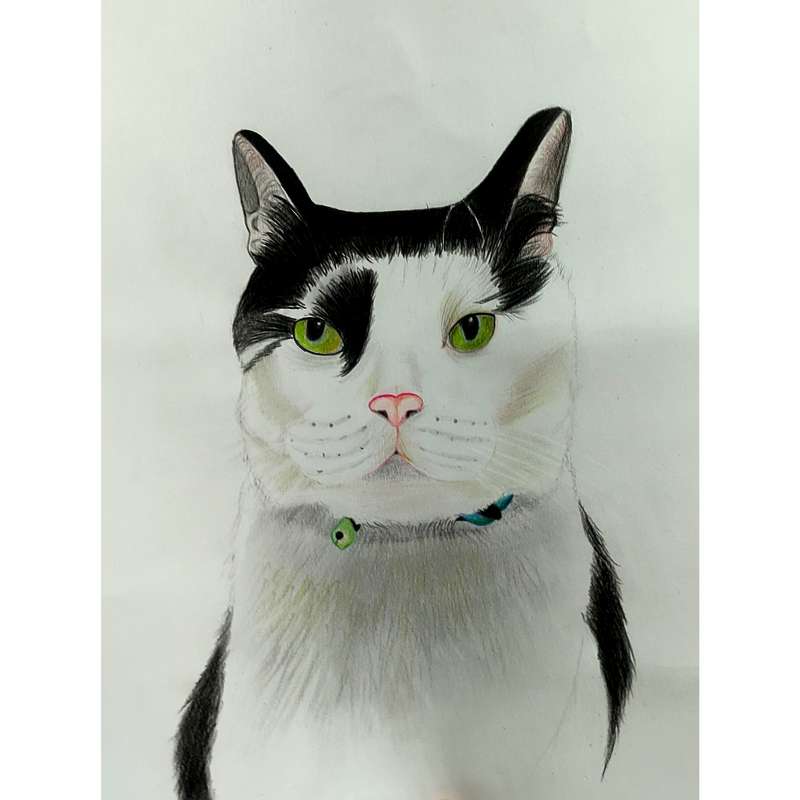 نقاشی مدادرنگی طرح گربه کد 1