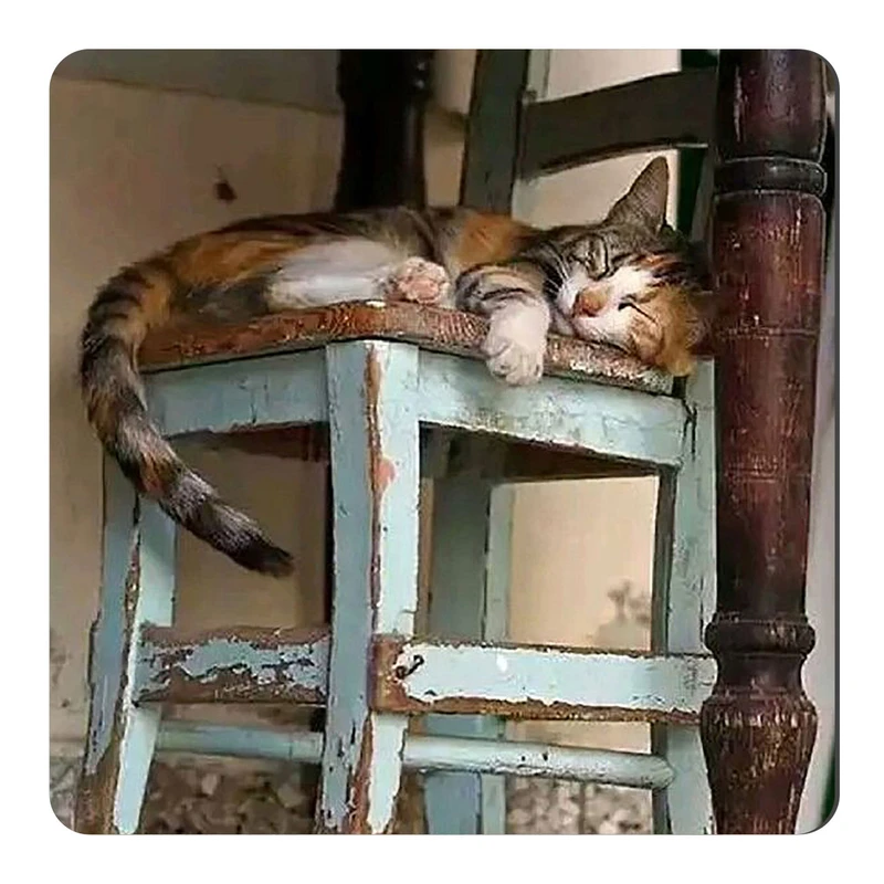 	 مگنت طرح گربه خوابیده روی صندلی کد wmg2556