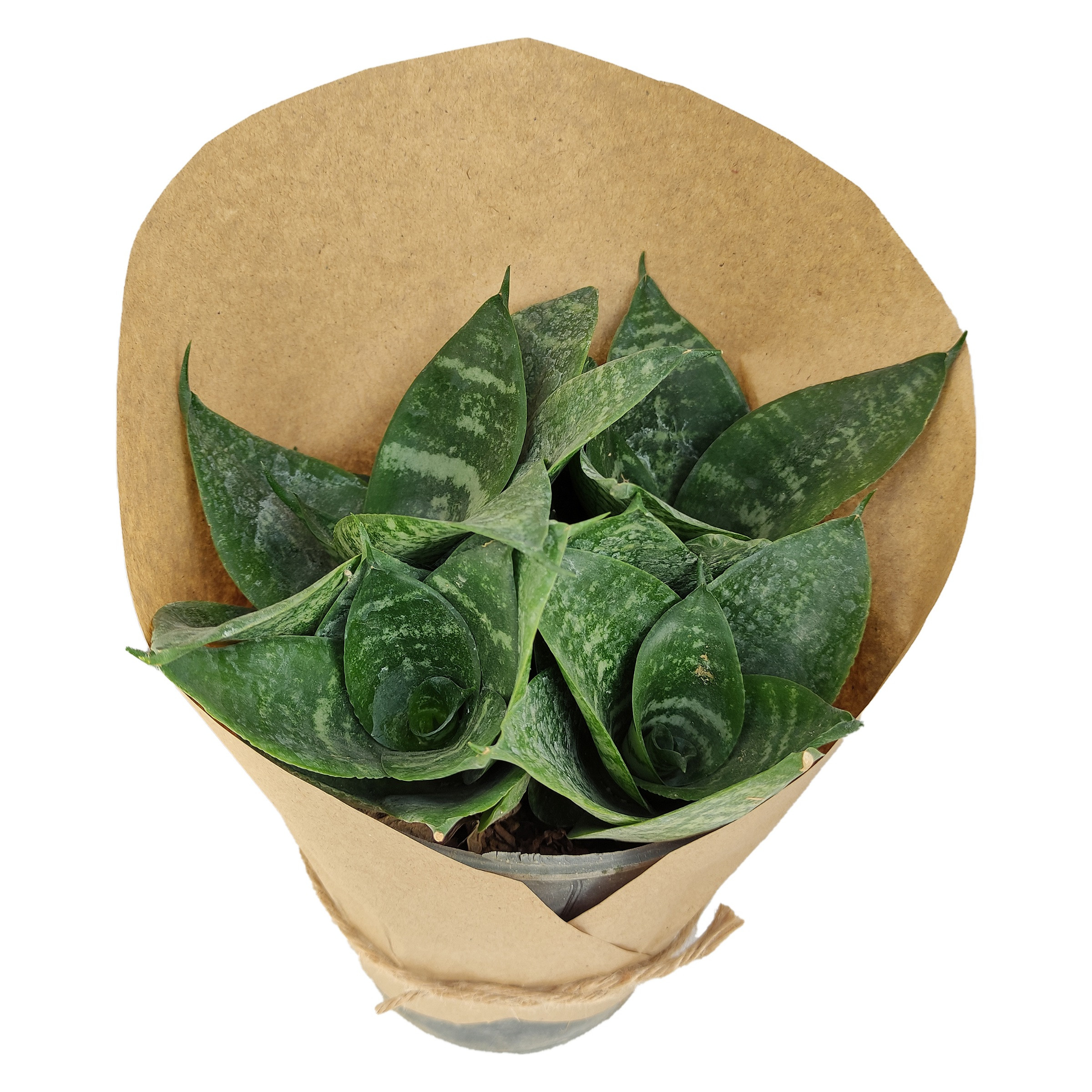 گیاه طبیعی سانسوریا پاکوتاه کد yt20