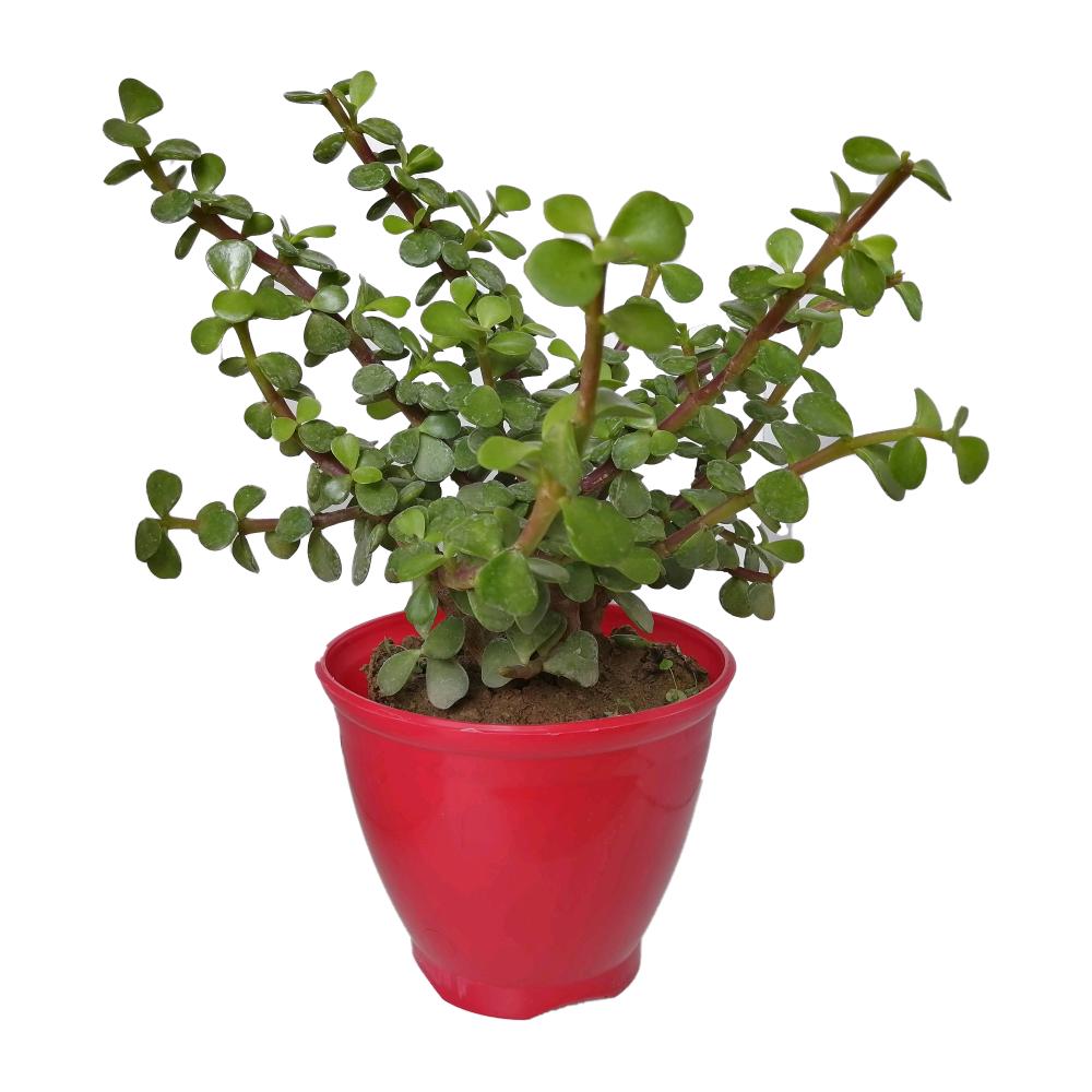 گیاه طبیعی کراسولا خرفه ای کد rp01