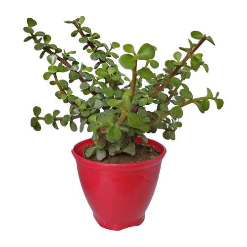 گیاه طبیعی کراسولا خرفه ای کد rp01