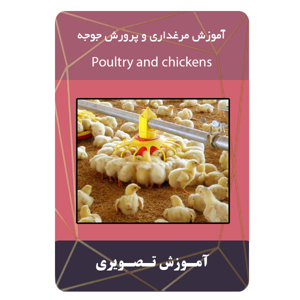 ویدئو آموزش مرغداری و پرورش جوجه نشر برج