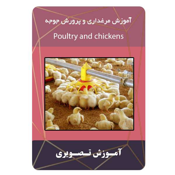 ویدئو آموزش مرغداری و پرورش جوجه نشر برج ویدئو آموزش مرغداری و پرورش جوجه نشر برج