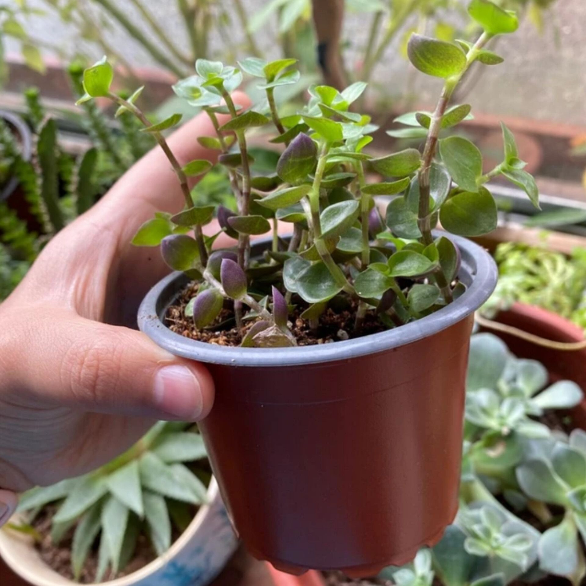 گلدان مدل ژله ای 10cmبسته 30 عددی