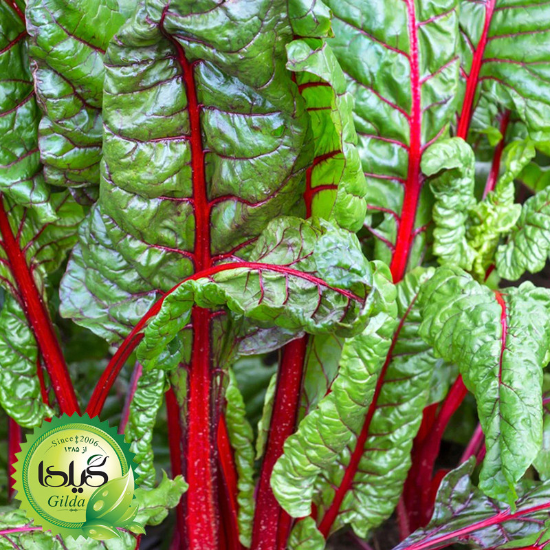 بذر چغندر برگ گیلدا کد 433