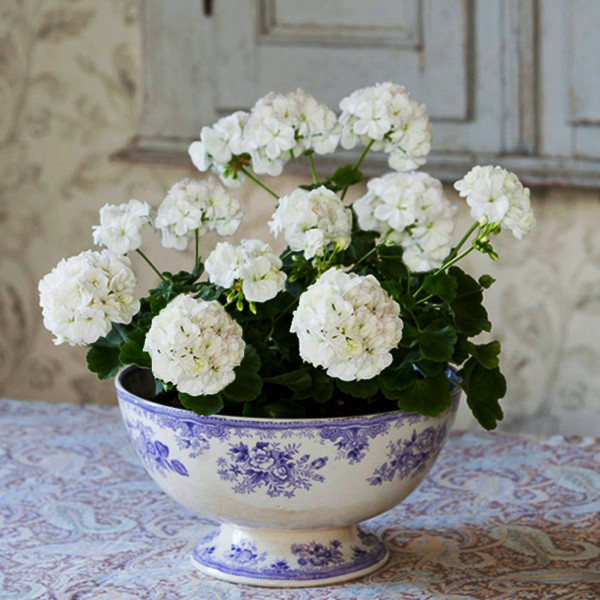 بذر گل شمعدانی سفید سانیا سید مدل SH2