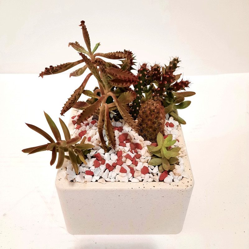 گیاه طبیعی کاکتوس و ساکولنت مدل دیش گاردن کد M گیاه طبیعی کاکتوس و ساکولنت مدل دیش گاردن کد M