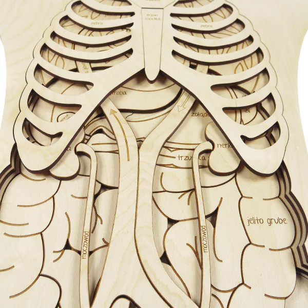 بازی آموزشی مدل مولاژ آناتومی بدن انسان کد M117-2