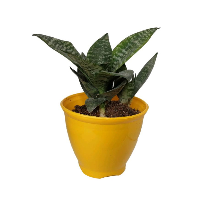 گیاه طبیعی سانسوریا پاکوتاه کد np03 گیاه طبیعی سانسوریا پاکوتاه کد np03