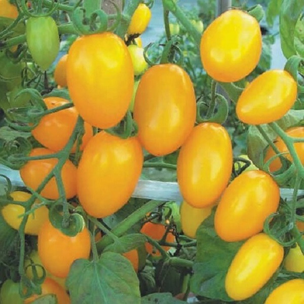 بذر گوجه زیتونی زرد جی پی سید مدل GP24124