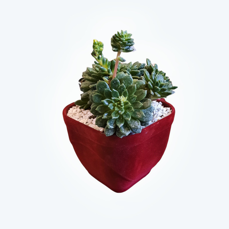 گیاه طبیعی اچوریا سبز مینیاتوری مدل 01