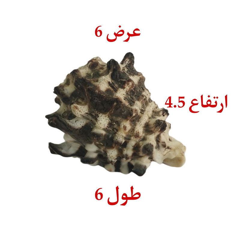 صدف تزیینی آکواریوم مدل MO1