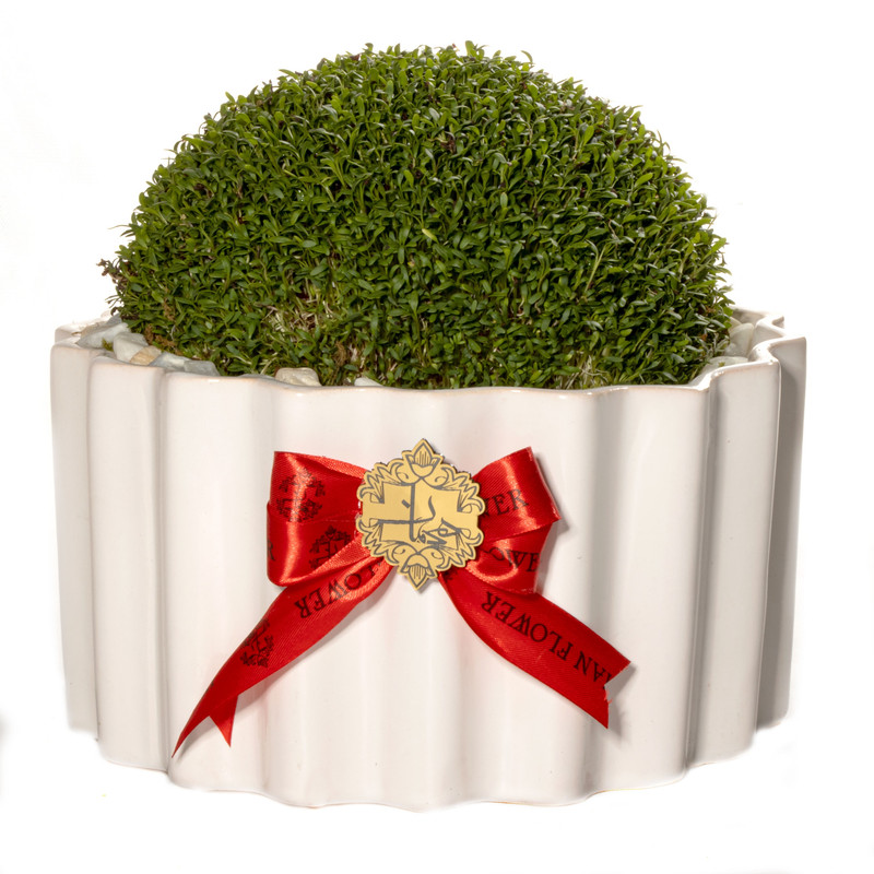 گیاه طبیعی سبزه شاهی هیمان مدل گلدانی کد B226