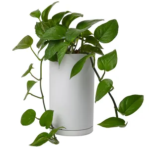 گیاه طبیعی پتوس کد 10412/2211