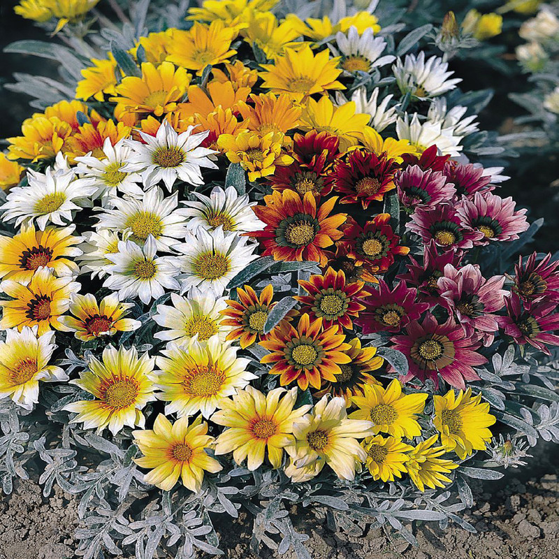 بذر گل گازانیا پاکوتاه الوان وانیا سید مدل O166 بذر گل گازانیا پاکوتاه الوان وانیا سید مدل O166