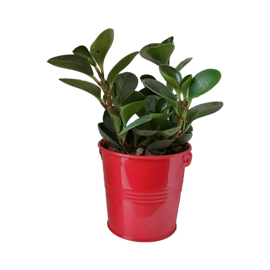 گیاه طبیعی قاشقی کد ef07