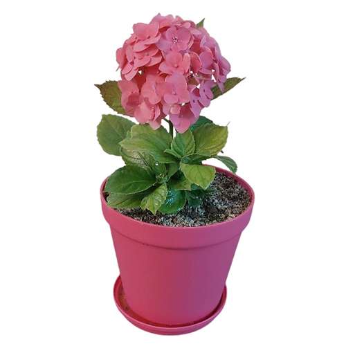 گیاه طبیعی هورتانسیا مدل D-21