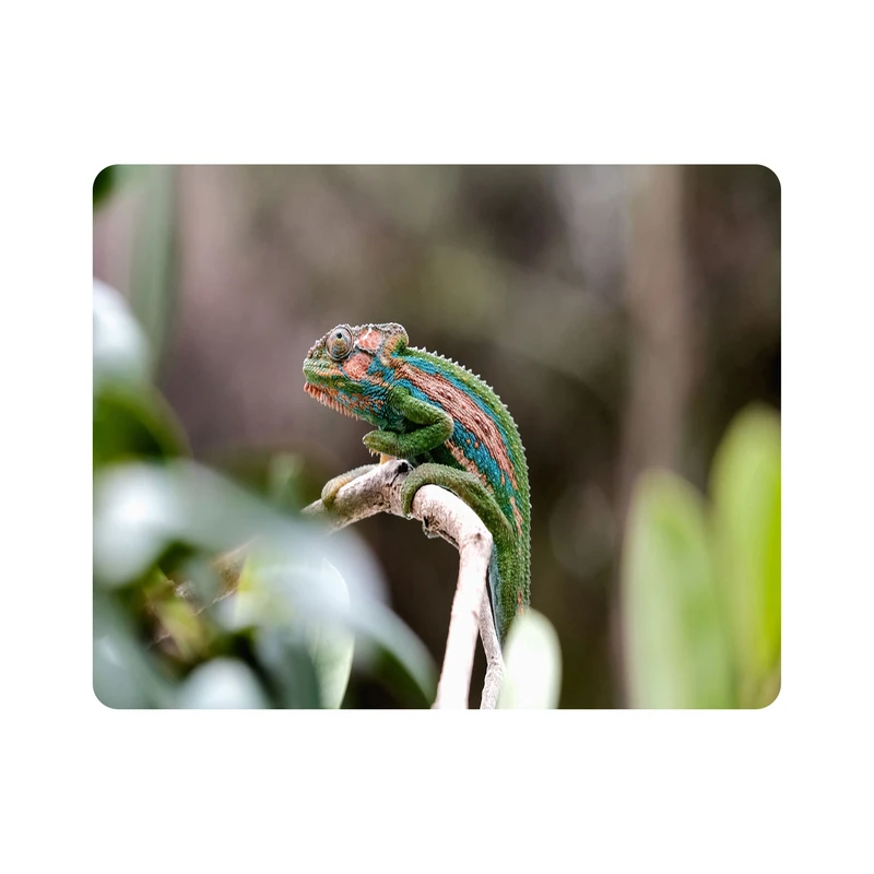 ماوس پد اطلس آبی طرح آفتاب پرست کاملیون مدل T7755