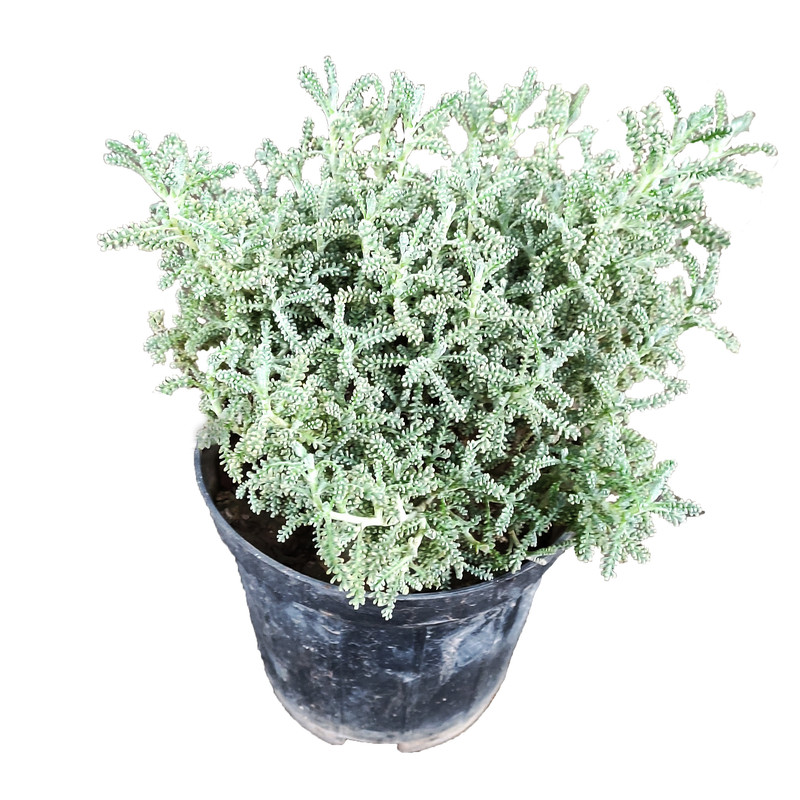 گیاه طبیعی بومادران کد 2022- AS گیاه طبیعی بومادران کد 2022- AS